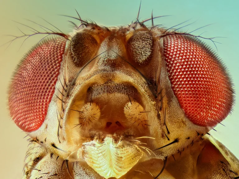 Fruit Flies Frenzy: Brooklyn NYC’s Tiny Terrors Causing Big Buzzes