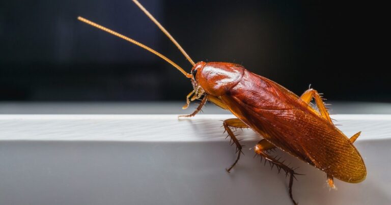 Crawling Chaos: Unmasking The Big Roach Invasion In Brooklyn NYC