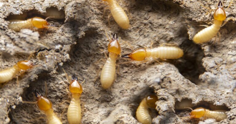 Brooklyn NYC Under Siege: The Big Shocking Truth About Termite Invasions